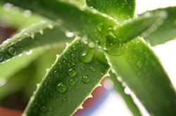 Aloe Vera Rezepte